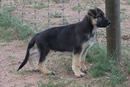 Germen sheperd dog